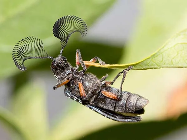 Photo: Wow! Those are pretty fancy looking eyelashes, I mean antennae, you have there, Mr Beetle. 