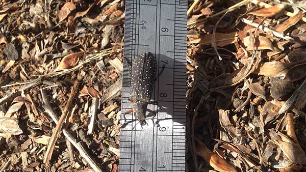 Photo: This beetle thought it would help out my scientific efforts by walking along the ruler!