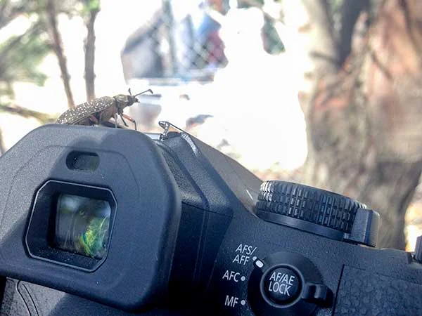 Photo: While I was watching them, beetles were often close to me or even on me. This one thought my camera was a good place from which to do her thing!