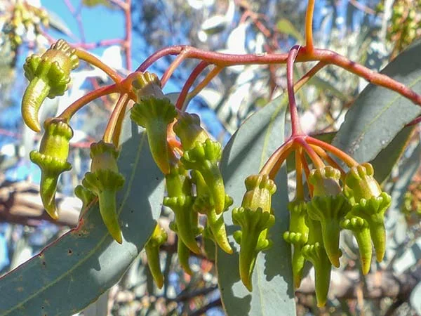 Photo: These unusual buds were most helpful for identification (from the same plant as previous flowers). I think this is Coral Gum, Eucalyptus torquata, from Western Australia. 
