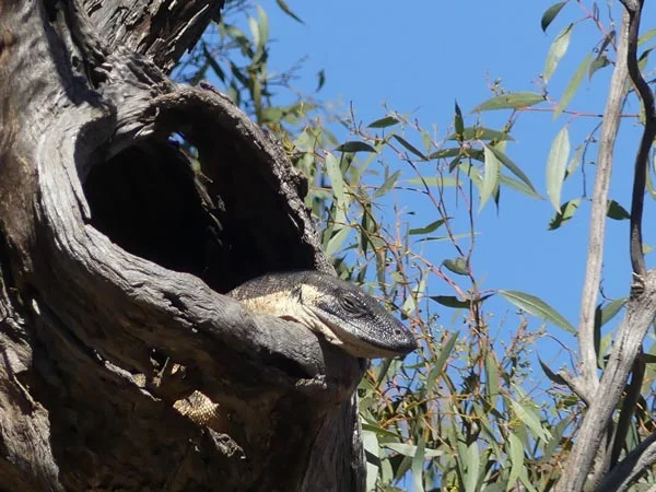 Photo: Sun-baking sleepy lace monitor, high in a tree, watching us below.