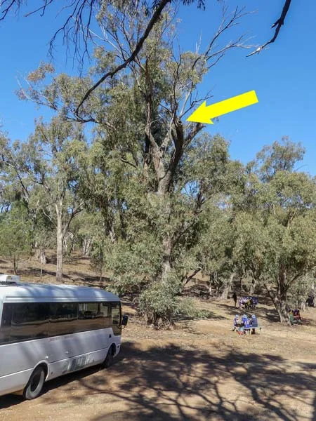 Photo: To give a sense of how high the monitor was, here's a wider shot of the whole tree. Monitor and hollow shown with arrow. Students and minibus below. John Holstein was the eagle-eye who first spotted our friend. See one of his fab photos here .
