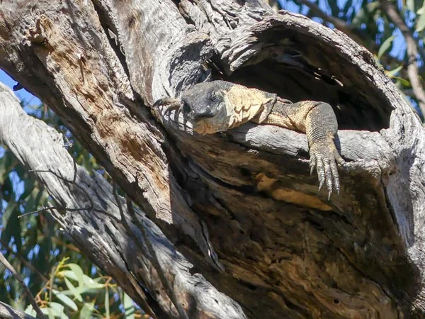 Photo: Still time for some more snoozing