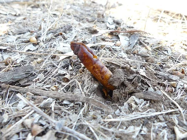 Photo: We spotted many of the tell-tale signs of recent moth emergence