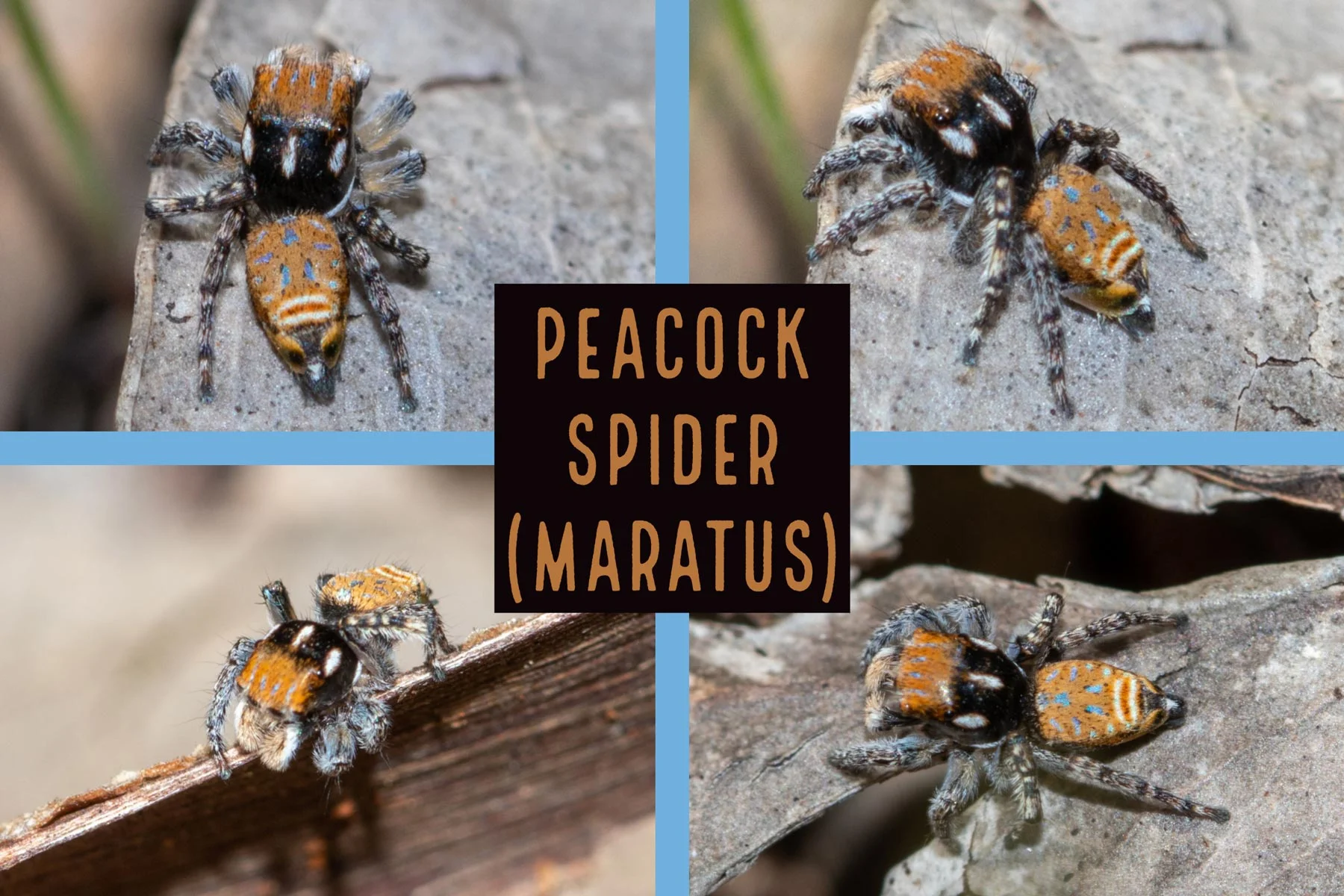 My first peacock spider sighting!