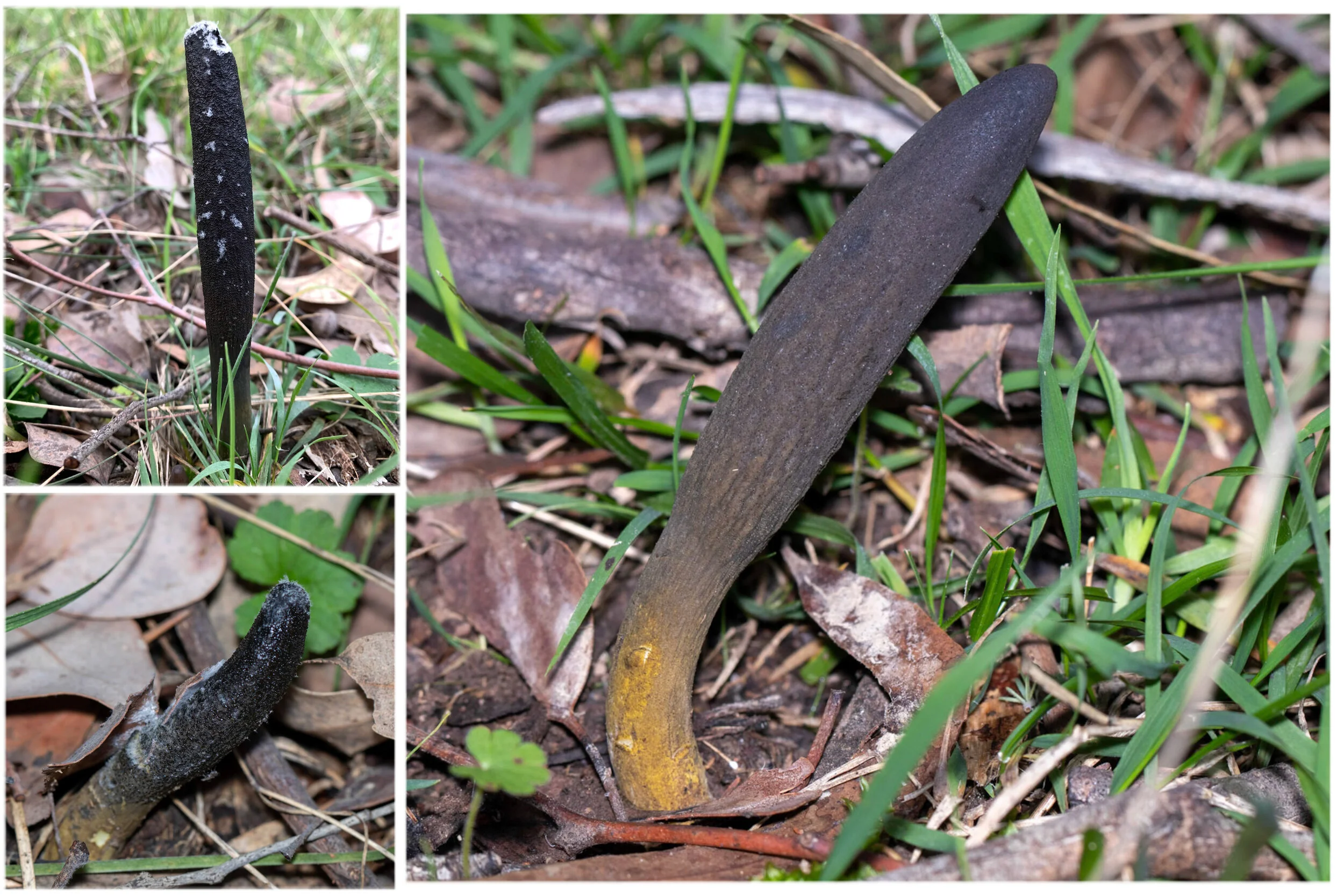 The vegetable caterpillar – an intriguing fungus