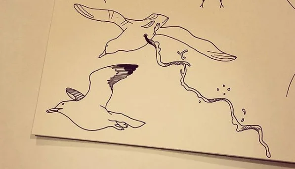 Seagull studies