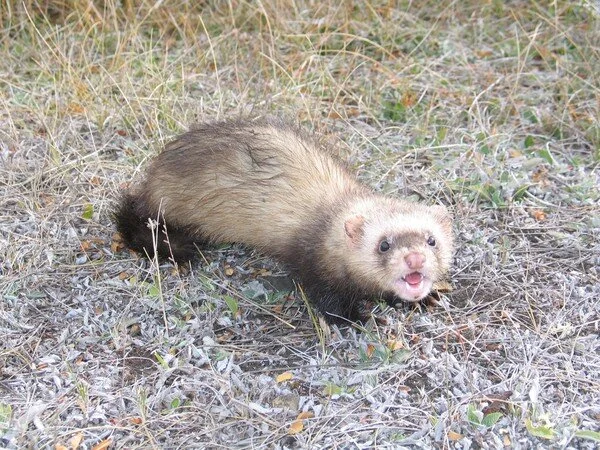 Fat Ferrets Threaten Fragile Seabirds