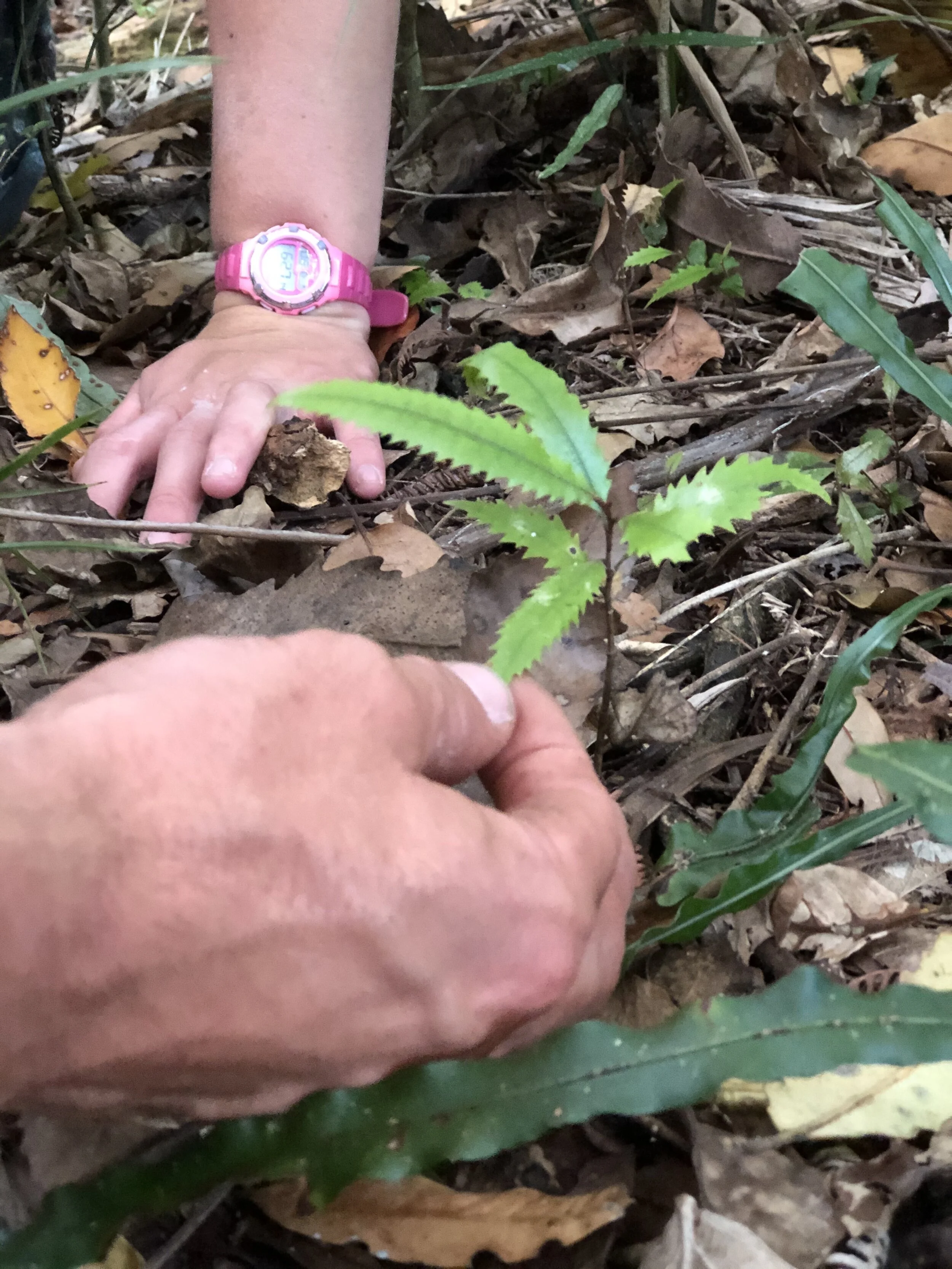 Adventures with Karioi Education for all ages!