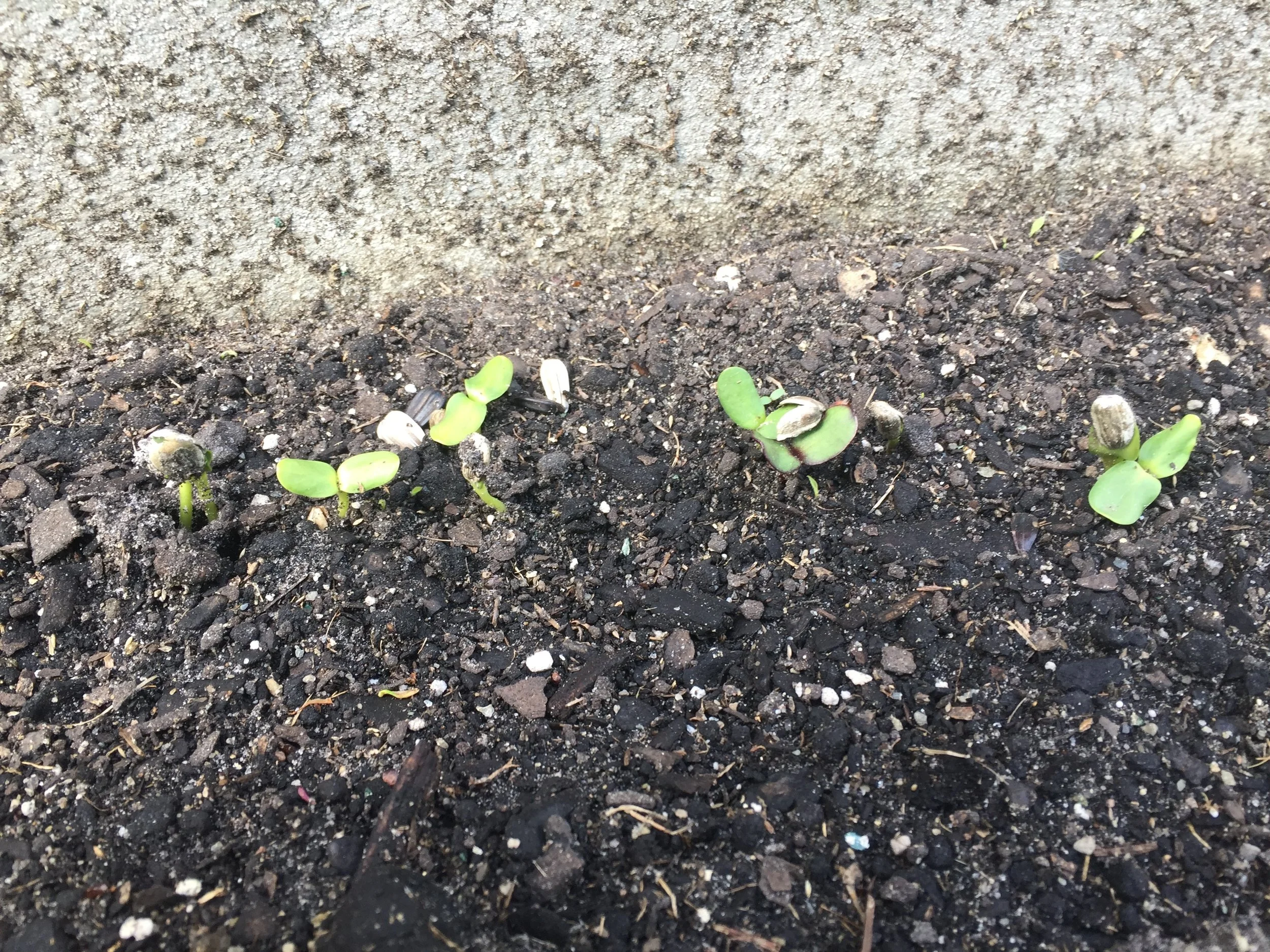 We've heard of the rose which grew from concrete but in her' we're cultivating the sunflowers which gotta grow from cement... Sprouting! Yeah what!