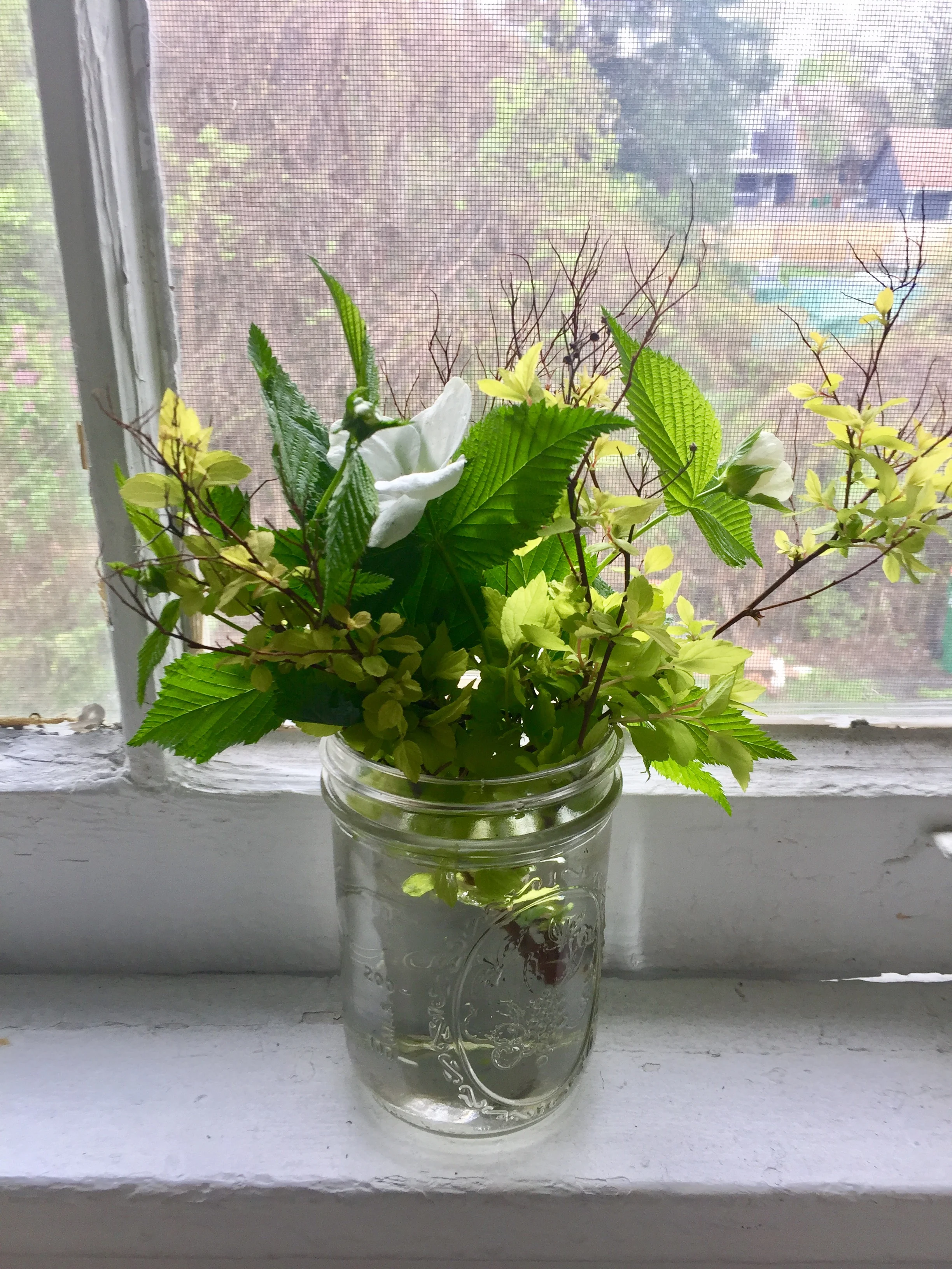 Greens from the Garden brightening up my house