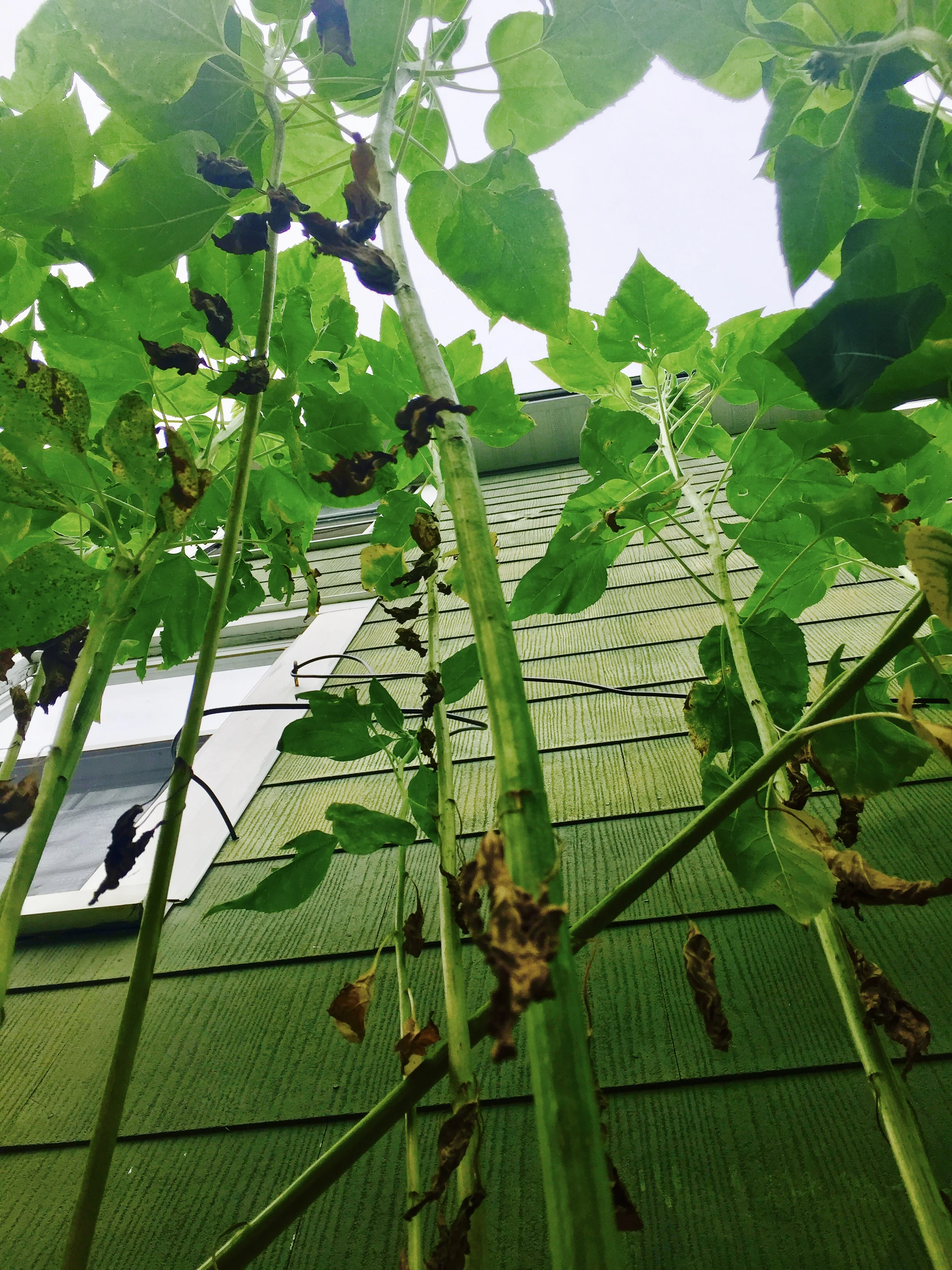 A view from the ground floor...Sunflowers teach us this: Be careful who ya hurt on your way up, because at some point the people ya hurt because you though they were only tiny seedlings with no voice and no place in the garden, grow and all the sudden they're looking down on your face.....and letting you know they were always more important than ya to begin with.