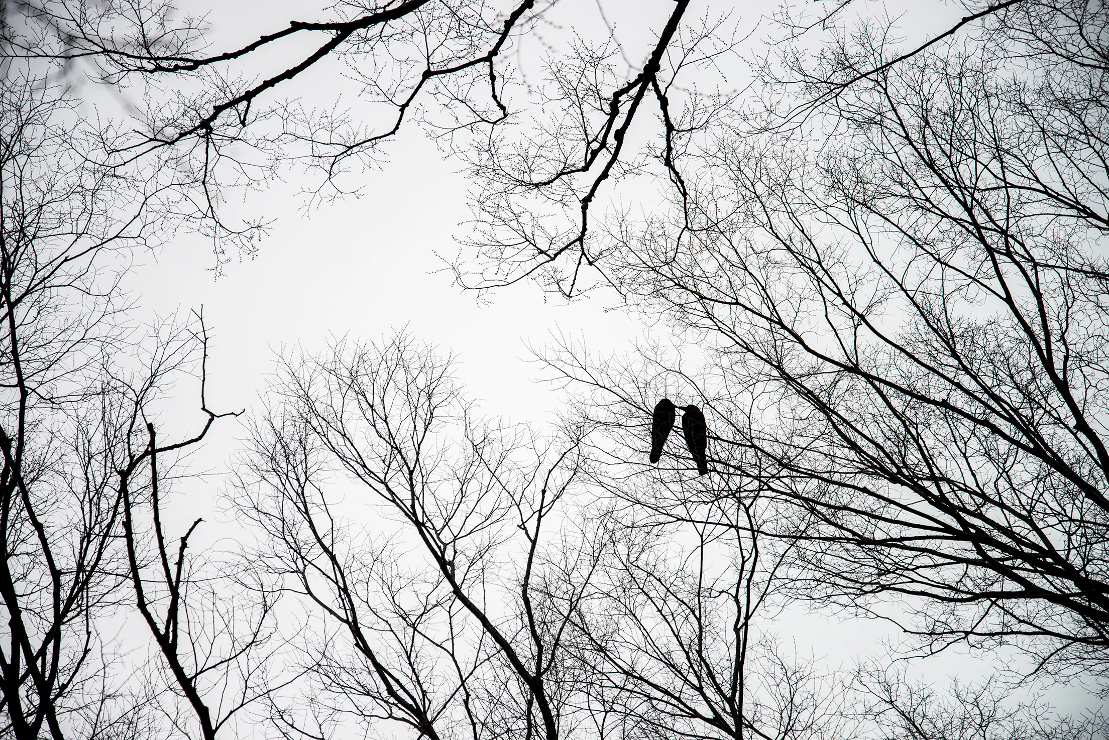 BirdSilhouette.jpg