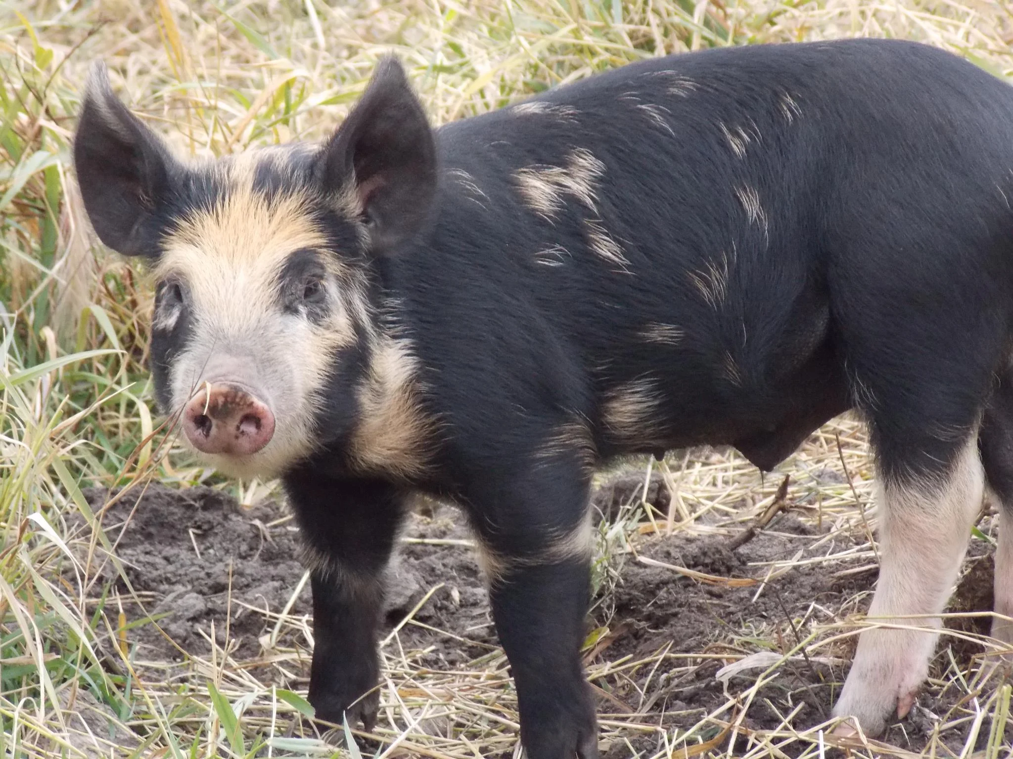 Piggy.jpg