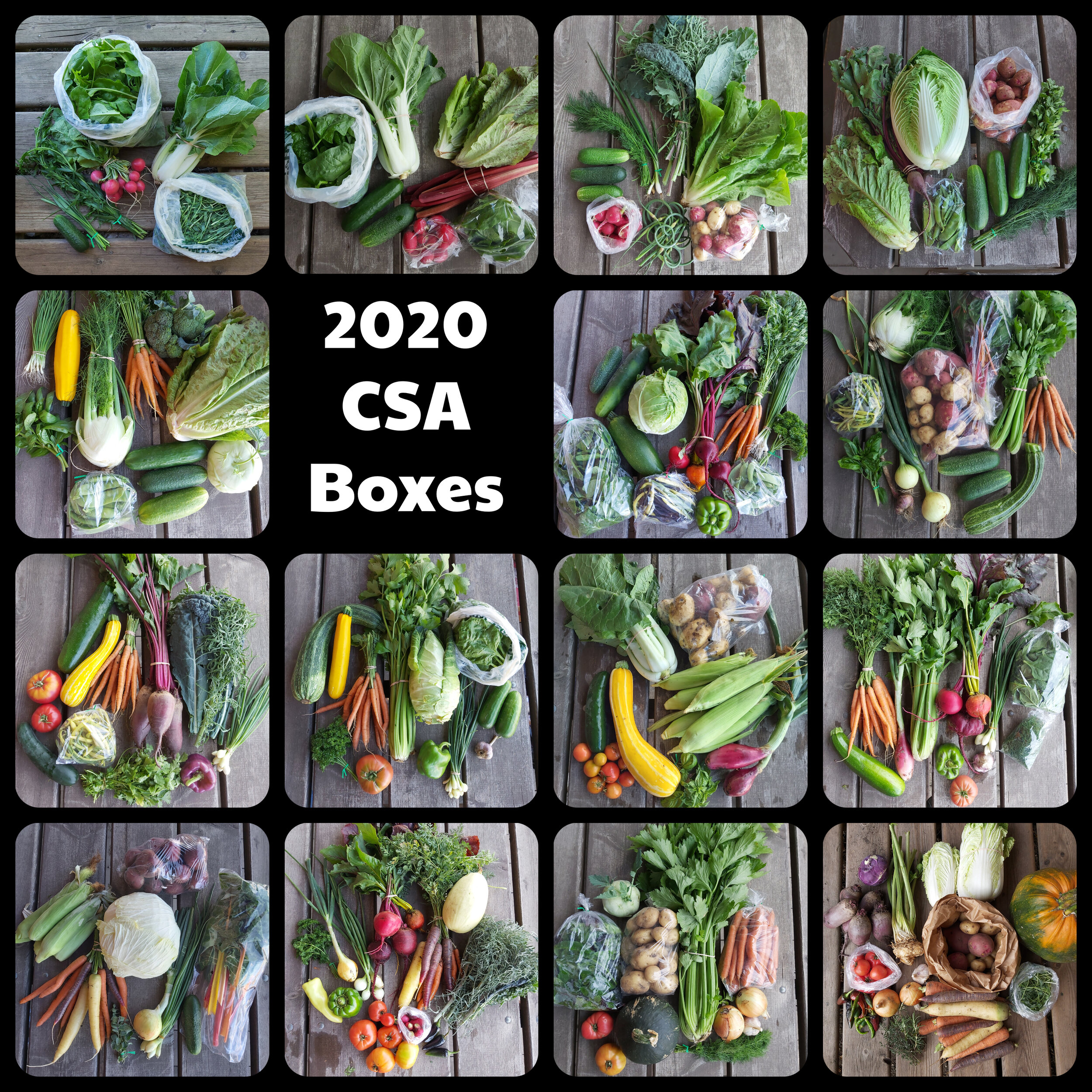 csa 2020 collage.jpg