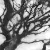 Jan Tyniec, Bonsai,2009 neg 222630.2.12, 20 x 16 edition 4/15, silver gelatin print on fiber full matte paper.