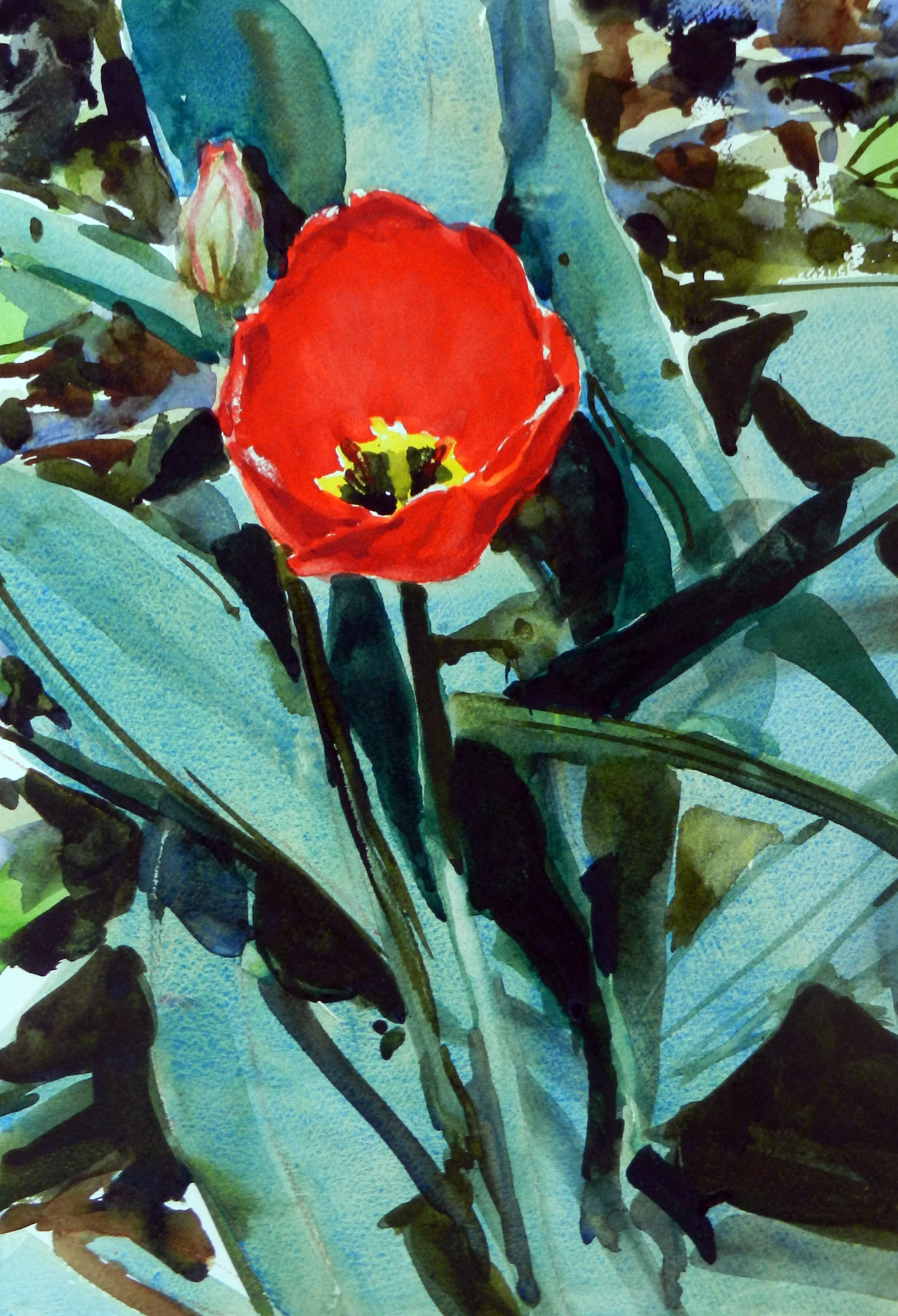 Red Tulip, 22 x 18, watercolor