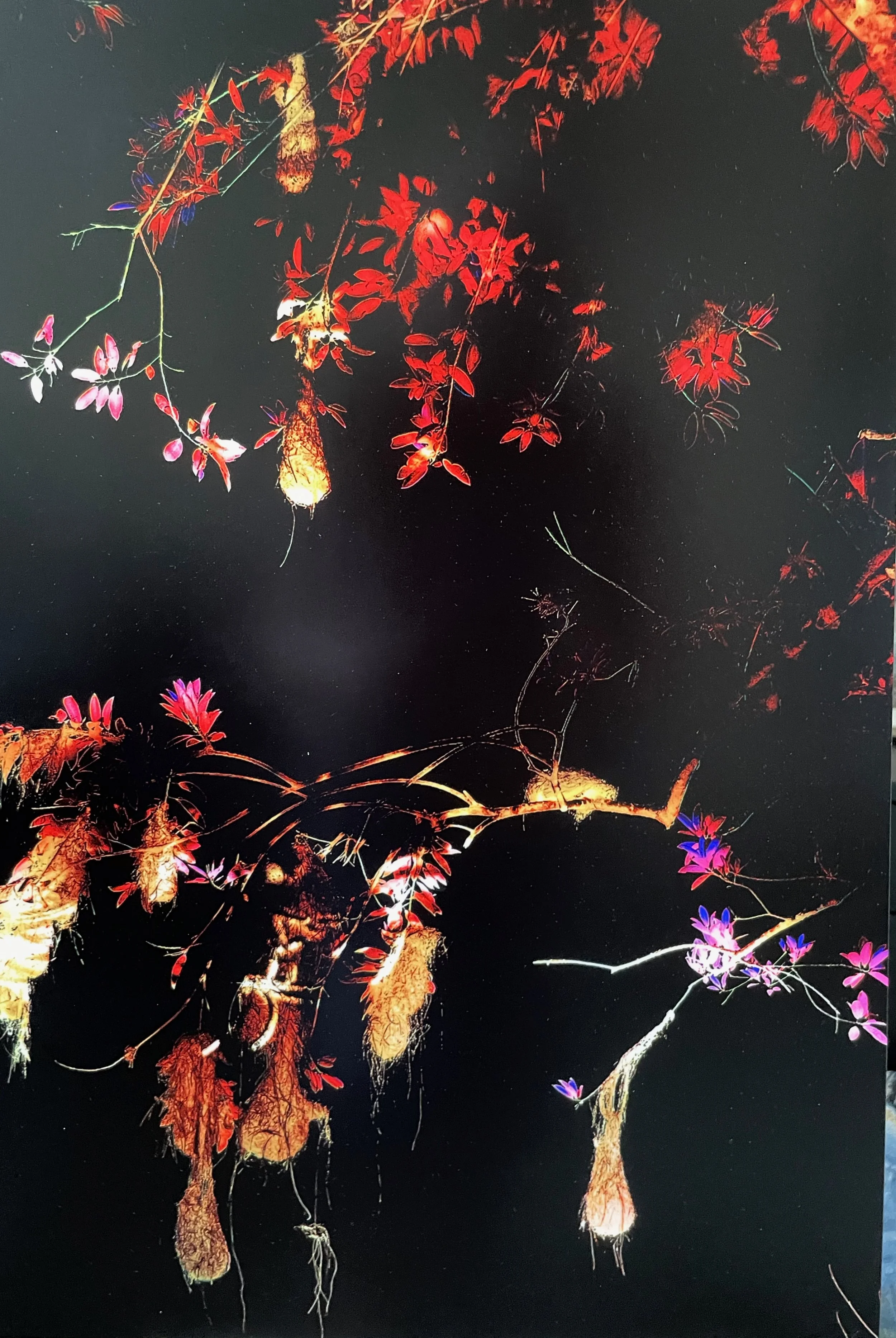 Dawn Watson, Blood Rush, 24 x 16, dye-sub aluminum archival print