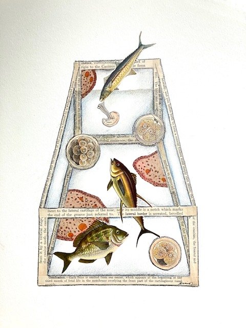 Fish Vitrine, 11x14 collage, vintage paper and pencil drawing