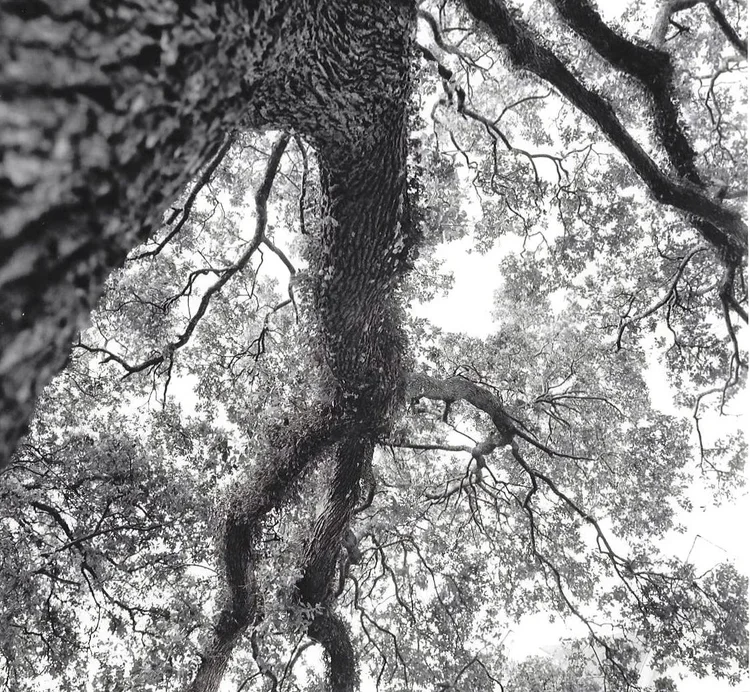 Tree in Audubon Park, 28x28, giclee print