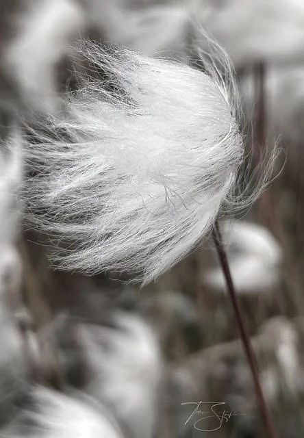 Teresa Cottongrass 2.jpeg