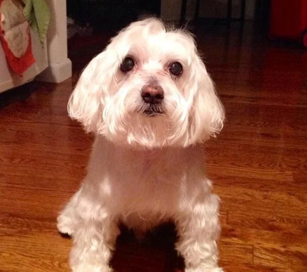 Enduring Pet Loss: How to Create a Releasing Blanket for Your Pet