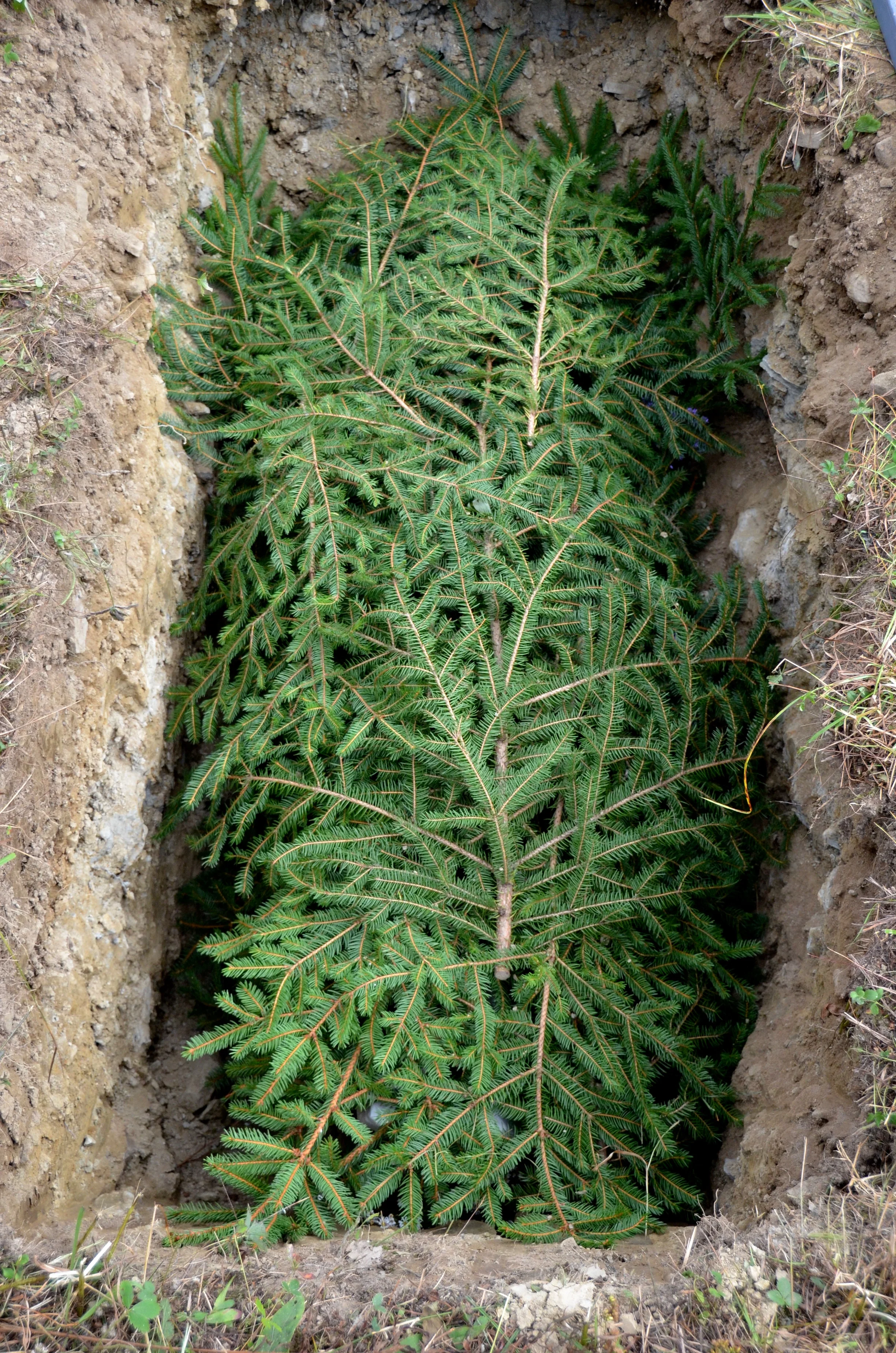 Evergreen boughs are often placed in the grave on top of the body prior to shoveling.