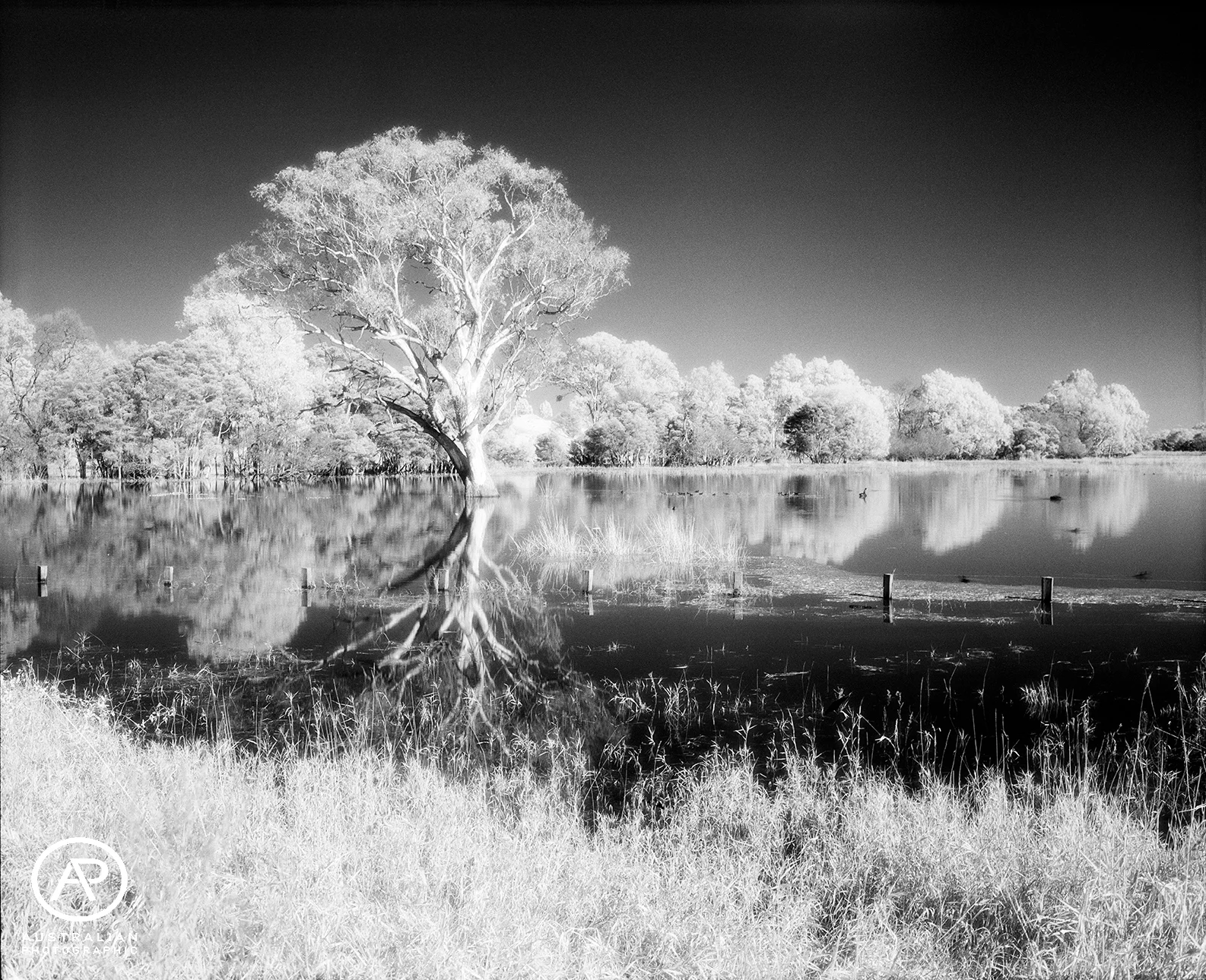 IR 820 02 AP.jpg