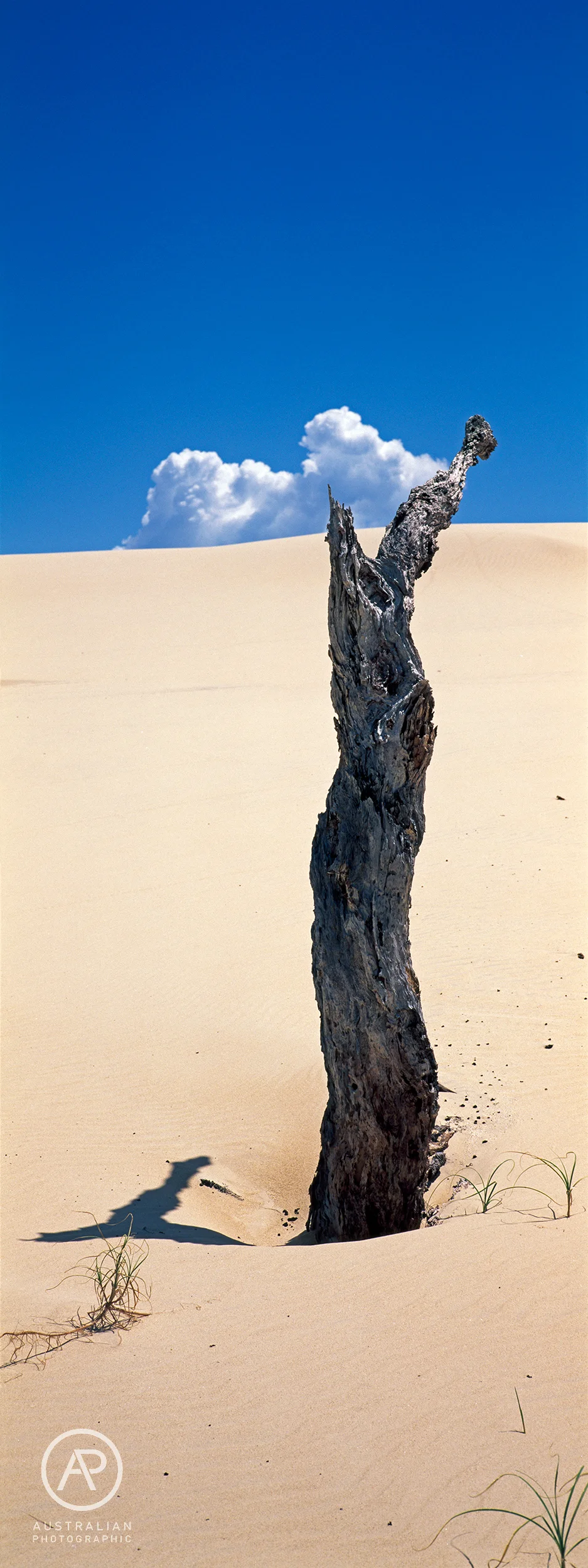 FUJIFILM VELVIA 50 04 AP.jpg