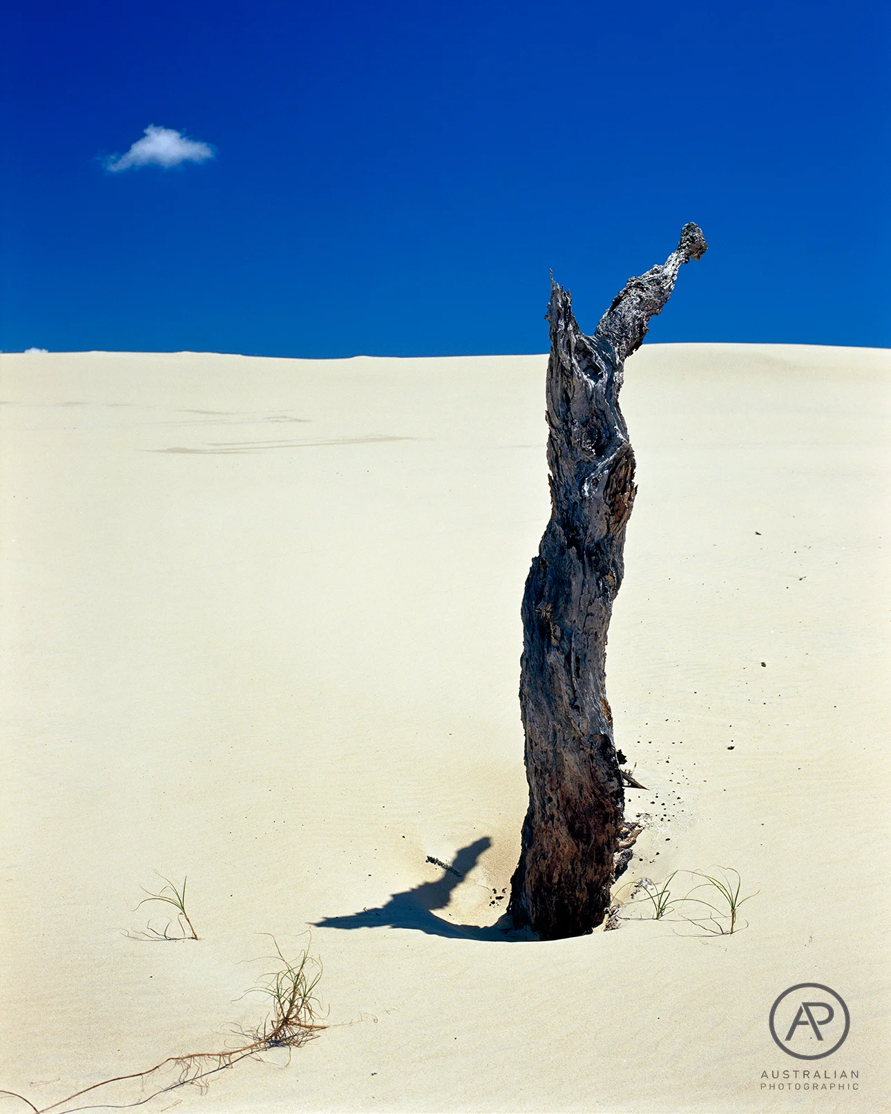 KODAK E100VS 10 AP.jpg