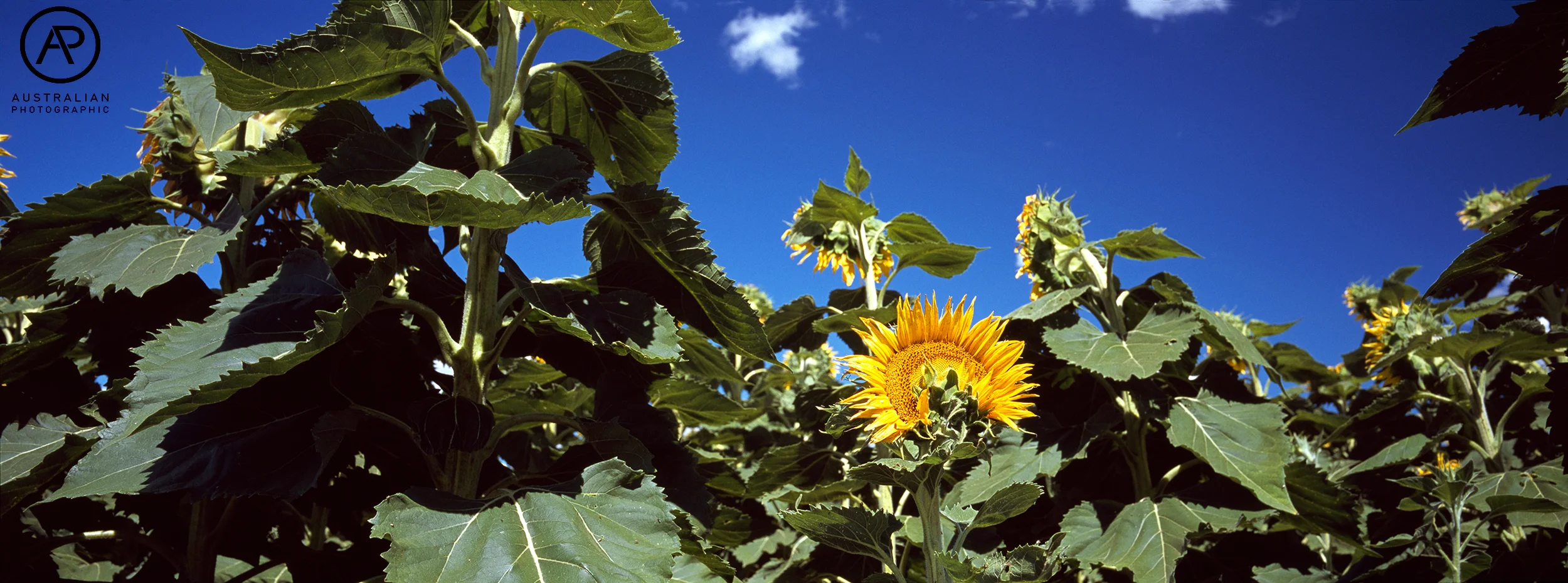 FUJIFILM VELVIA 100 20 AP.jpg