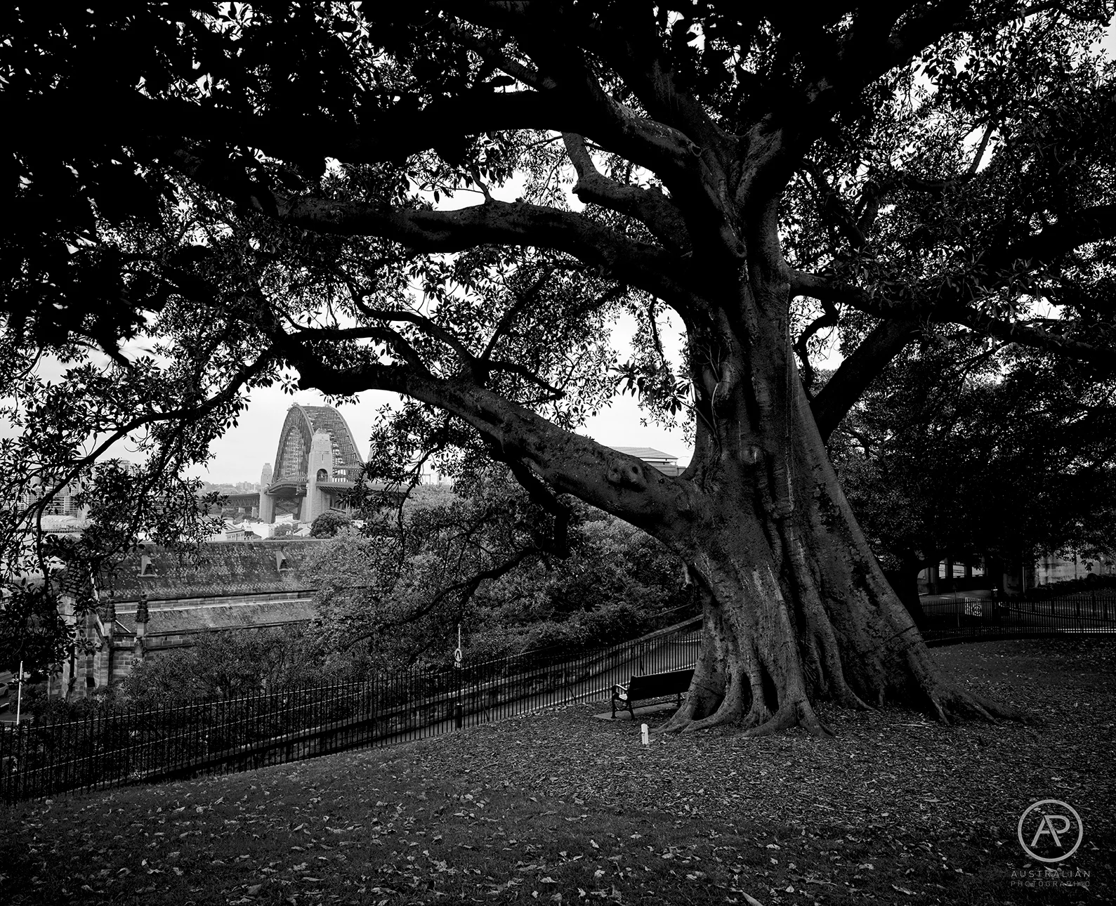 ADOX CMS 20 09 AP.jpg