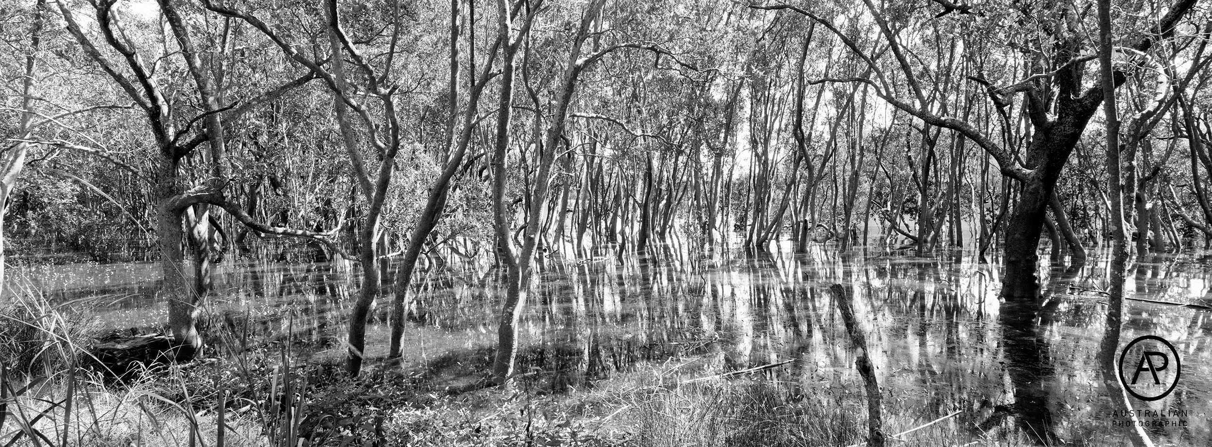 ILFORD PAN F 50 PLUS 01 AP.jpg