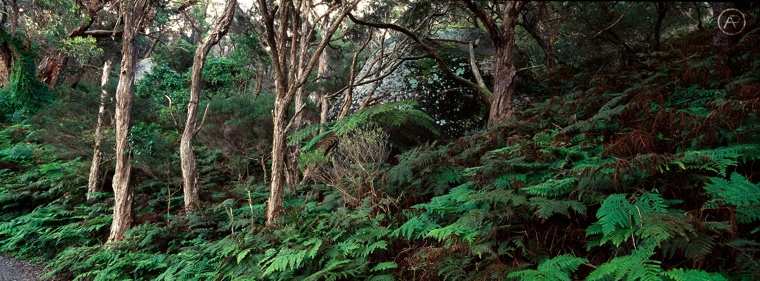 KODAK E100VS 28 AP.jpg