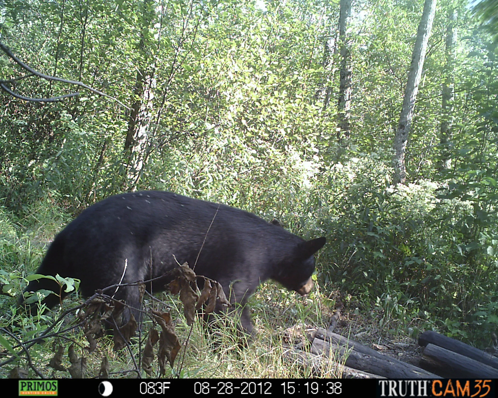 Photos of Successful Hunters — Michigan Bear Guides