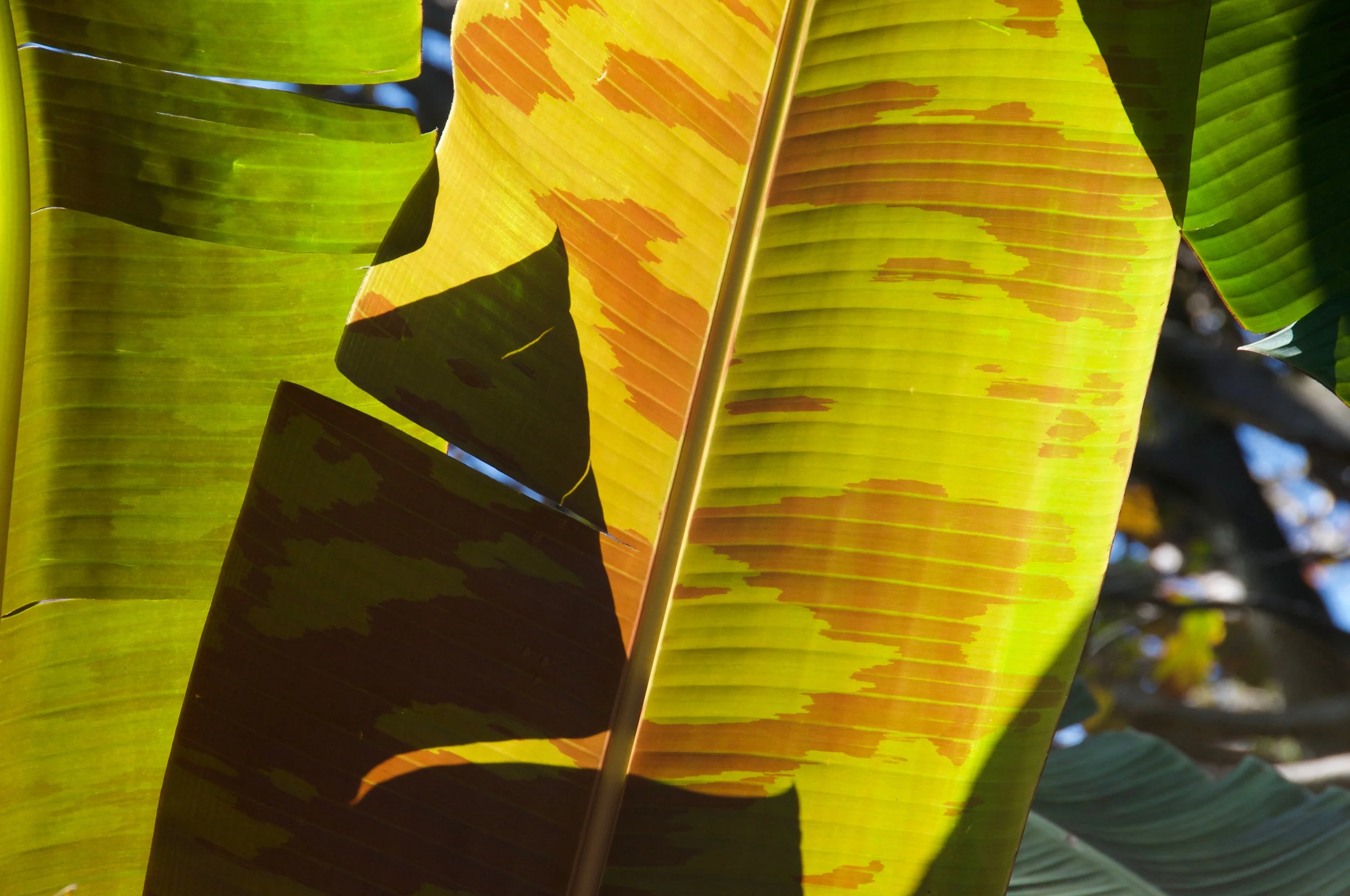 Nature Nurtured - 8.jpg