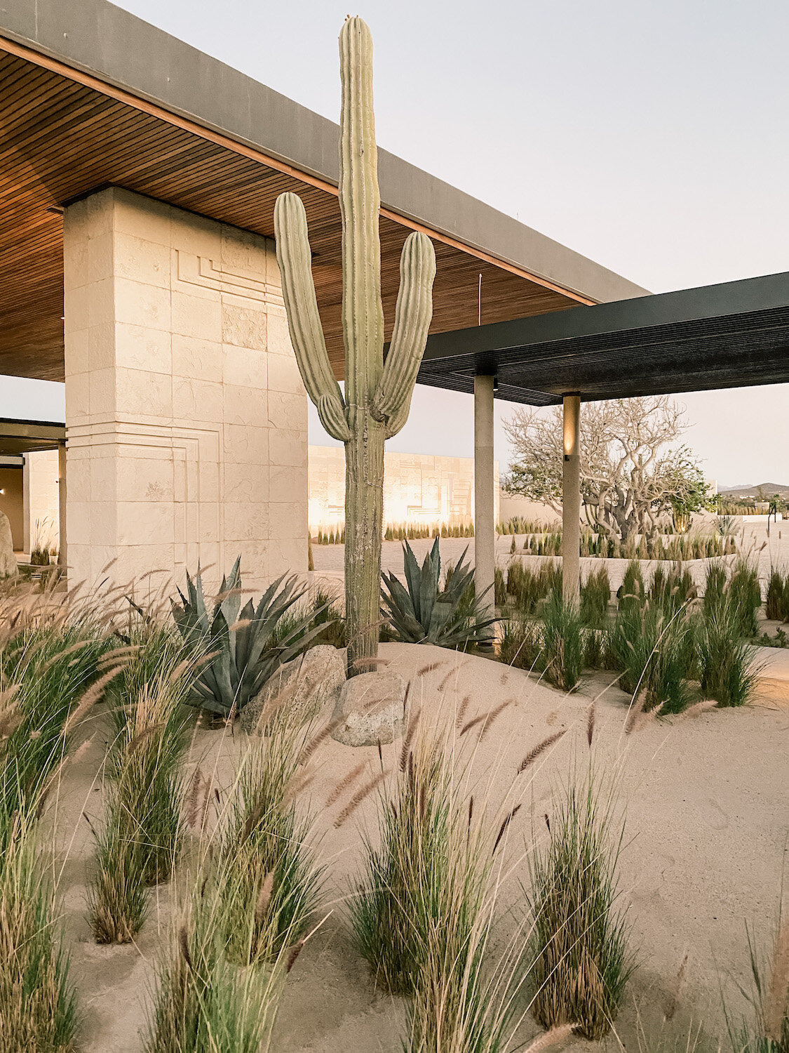 four-seasons-los-cabos-lobby-cactus.JPG