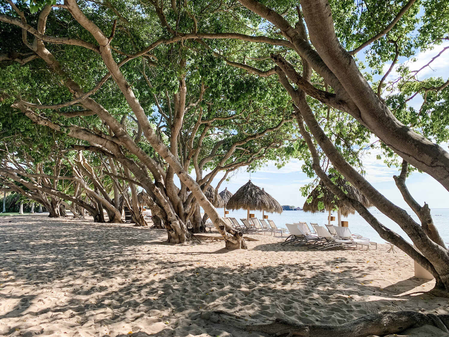 manzanilla trees.JPG