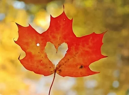 2016-Autumn-Intensive-Autumn.jpg