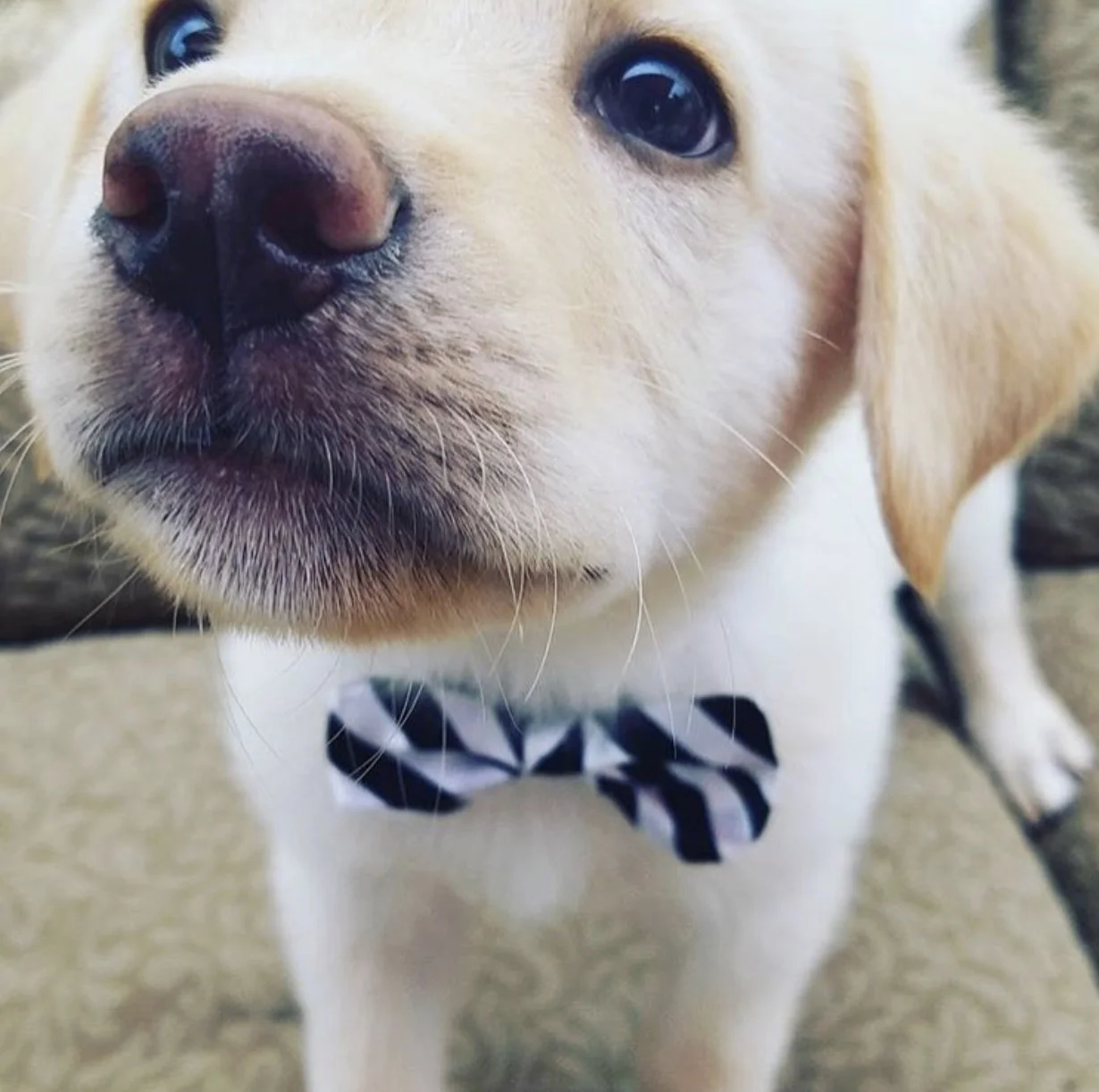 This is Dash. An 8 week old Husky/Labrador mix available for adoption on 7/22 through www.wolftrapanimalrescue.com