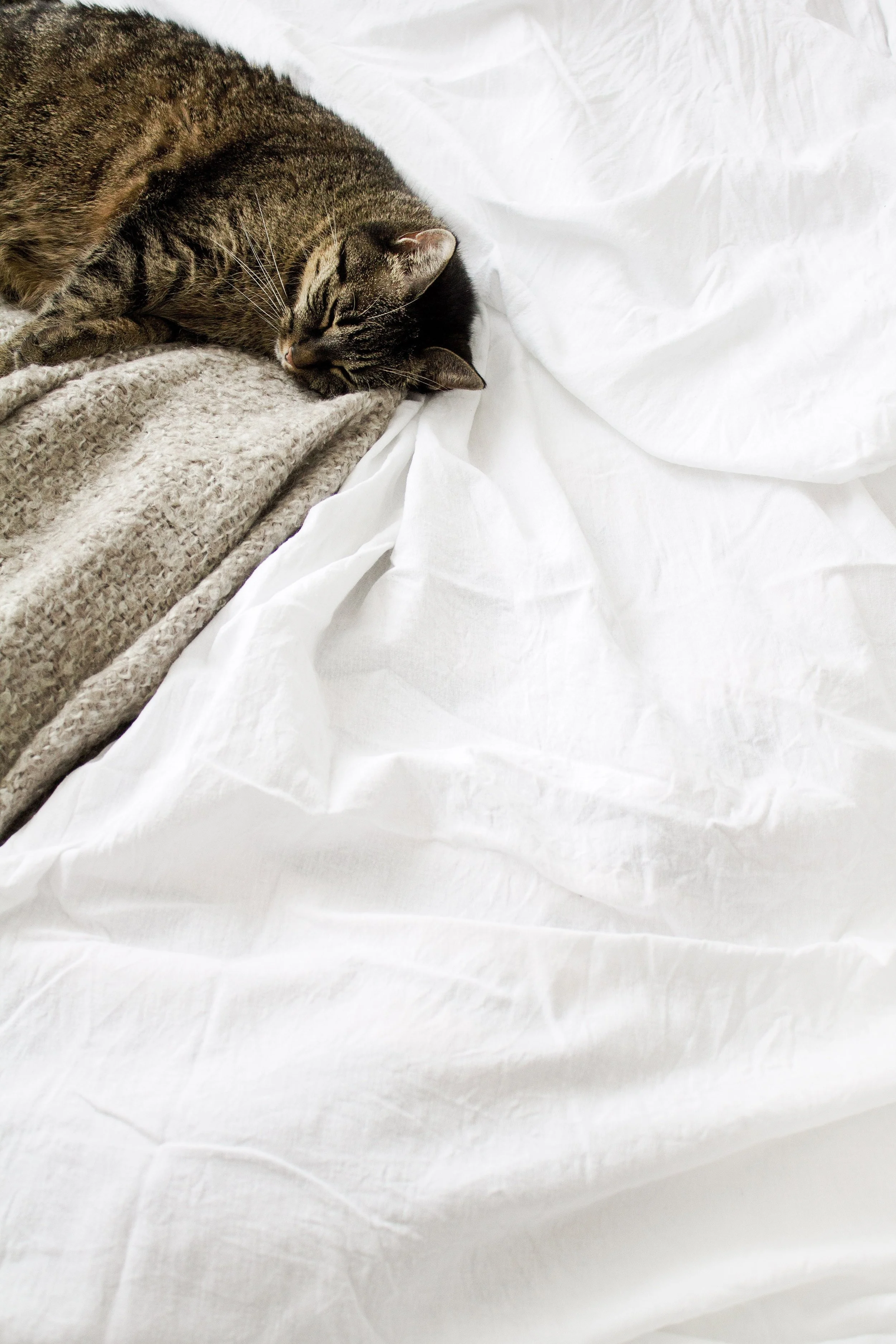 Cat1.jpg