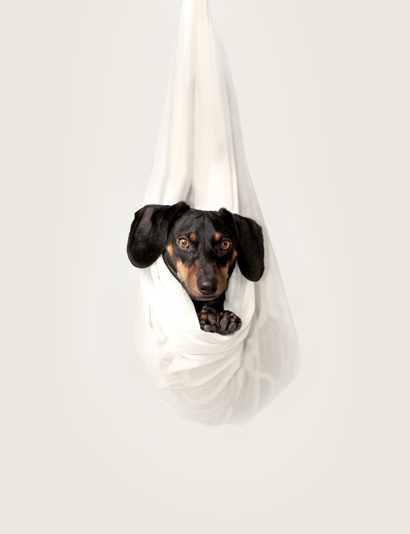 hangingdachshund.jpeg