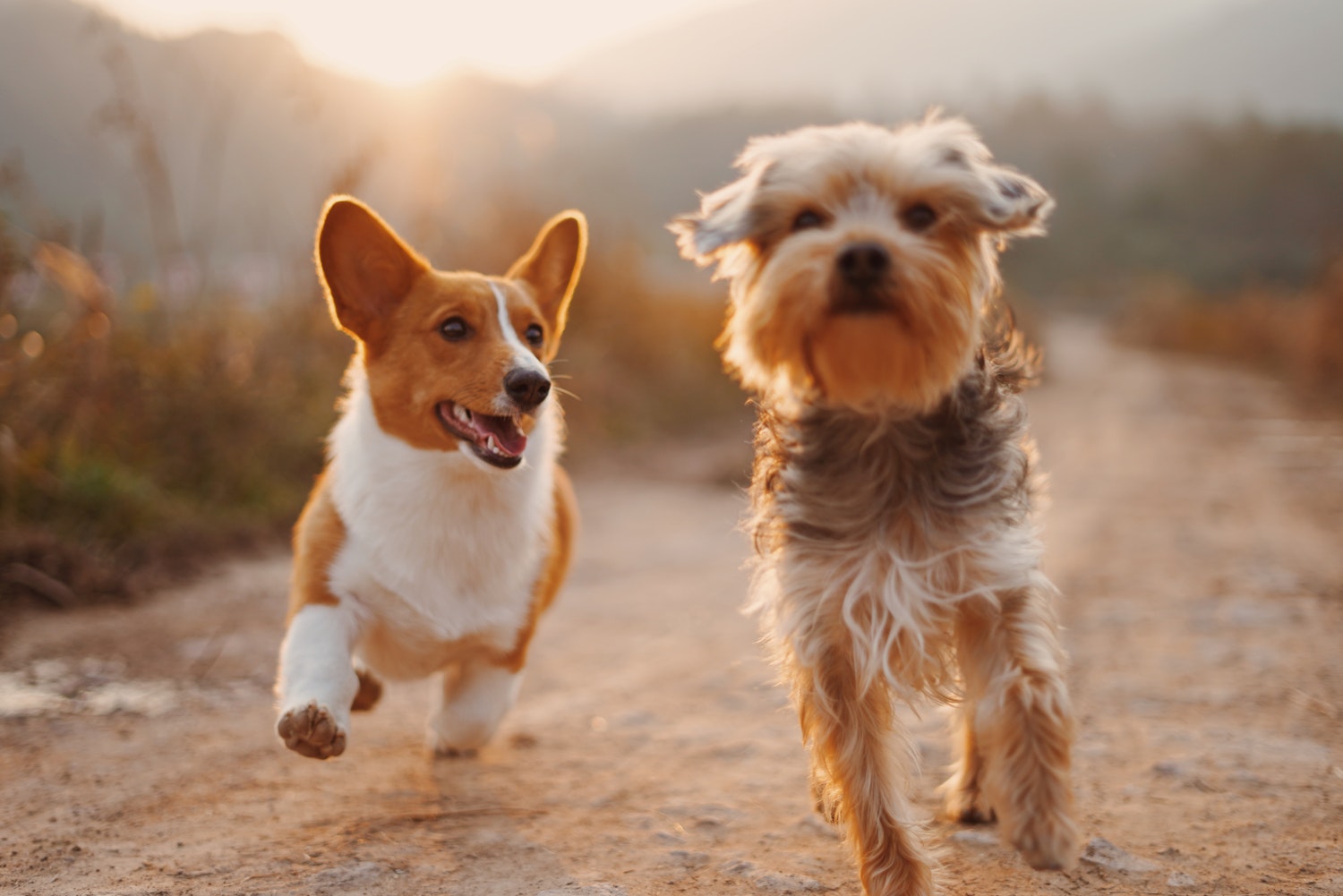 dogs.jpeg