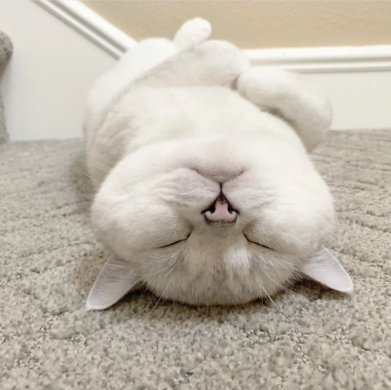 Take Your Cat to the Vet: 5 reasons cats need regular veterinary care