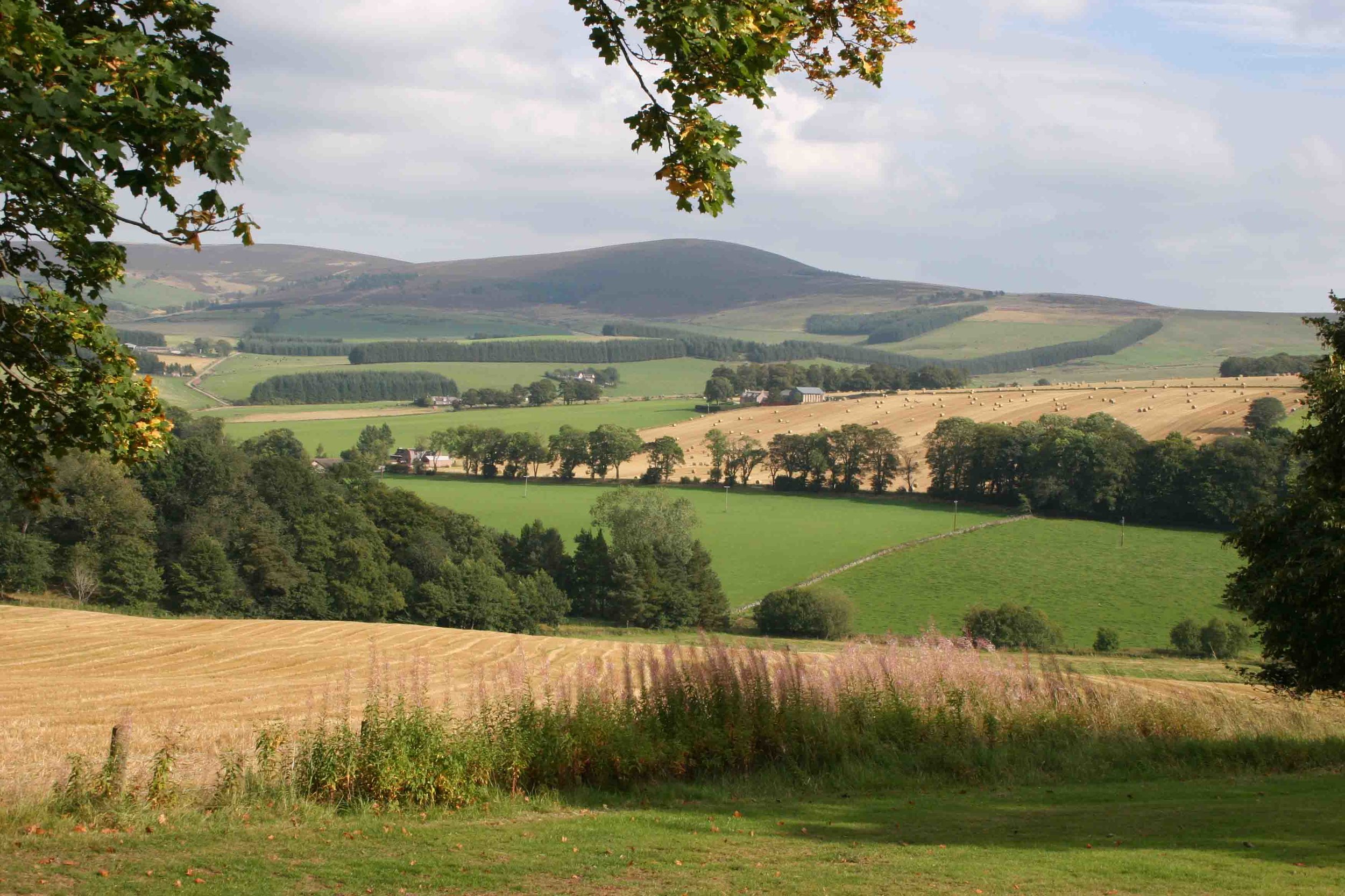 c_Scotland meadow.jpg