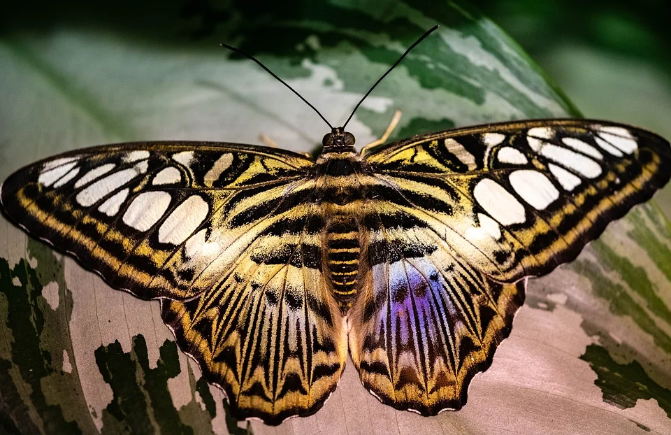 butterfly.jpg