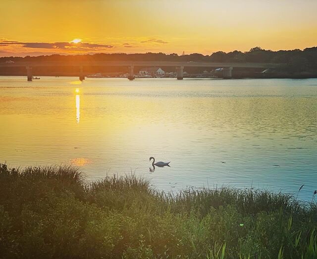 Sunset on the Peconic. I learned last night that swans were not indigenous to Long Island. They were imported from Europe for wealthy people on the Gold Coast to have floating around their mansions by the sea. Then of course everyone had to have a sw