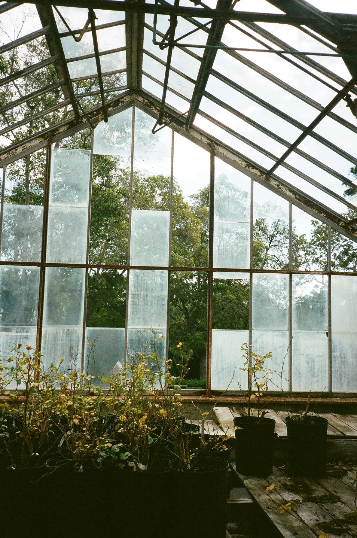 Greystone Mansion Windows
