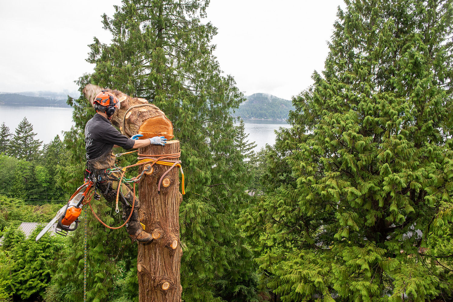 Bowen Island tree work and removal