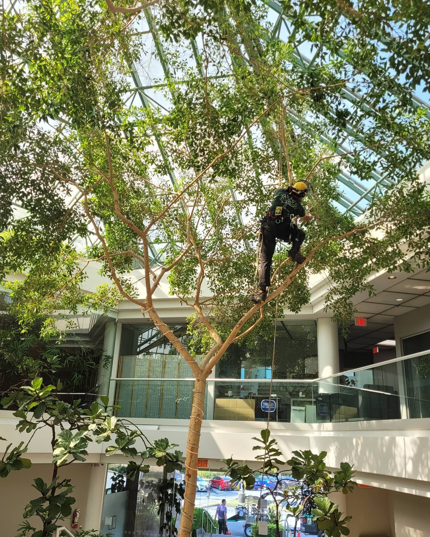 Great to be back at @nextgenoffices fine pruning some beautiful 25 year old Ficus trees within their inner atrium. This is our third visit to the trees in as many years and look forward to the ongoing maintenance.
The work couldn't have been done wit